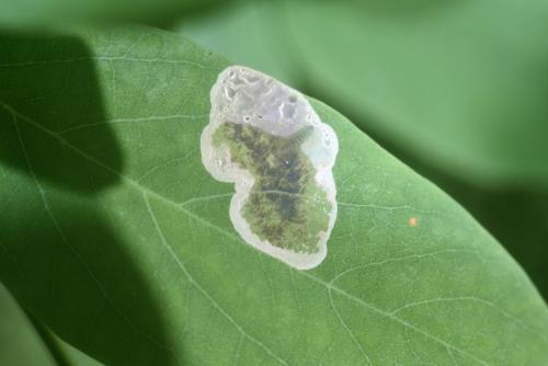 Réf. 365 164 : Chrysaster ostensackenella